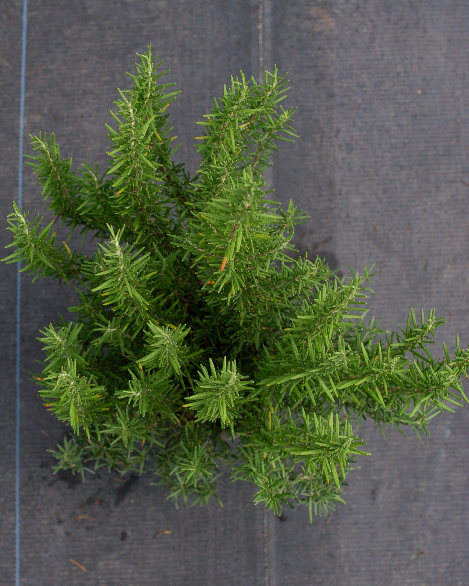 Tuscan Blue Rosemary - view 5