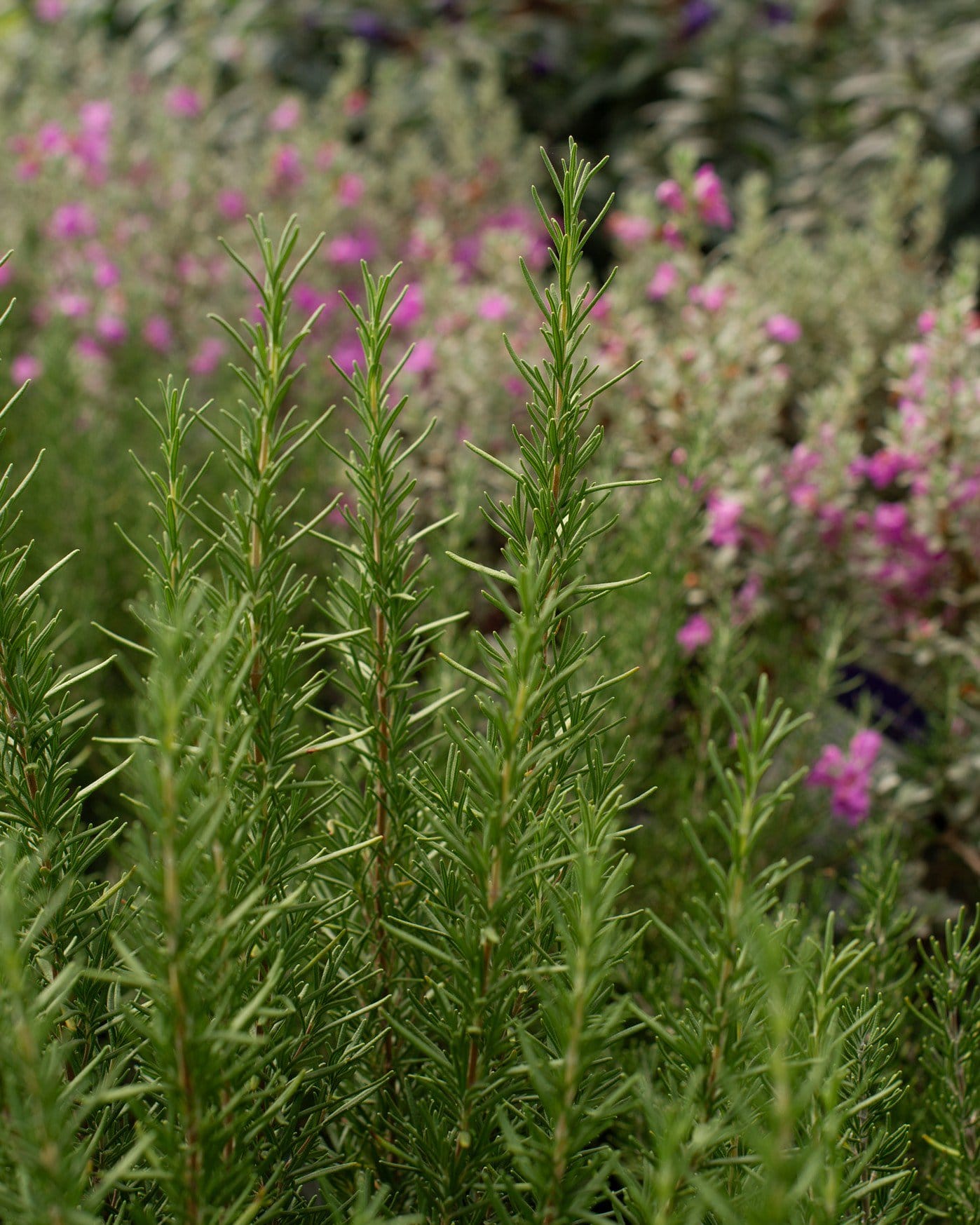 Tuscan Blue Rosemary - view 3