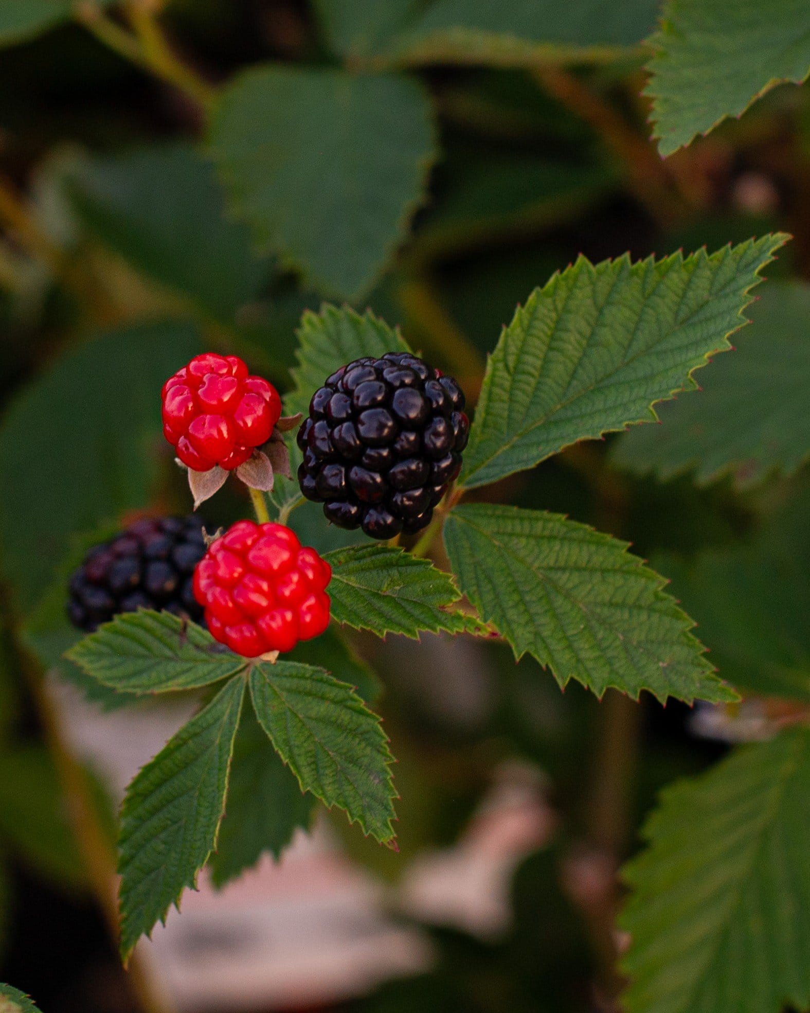 Arapaho Blackberry