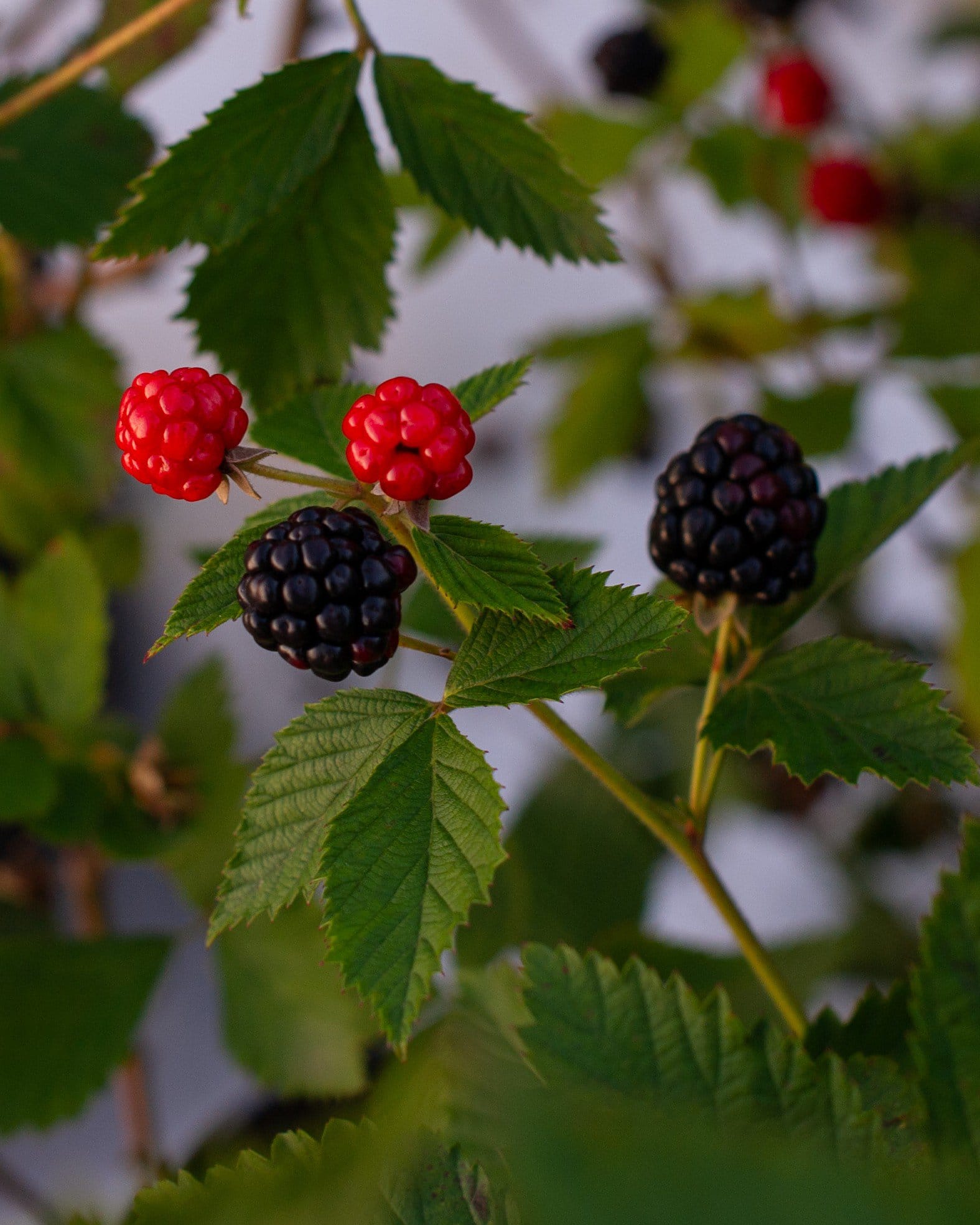Arapaho Blackberry - view 3