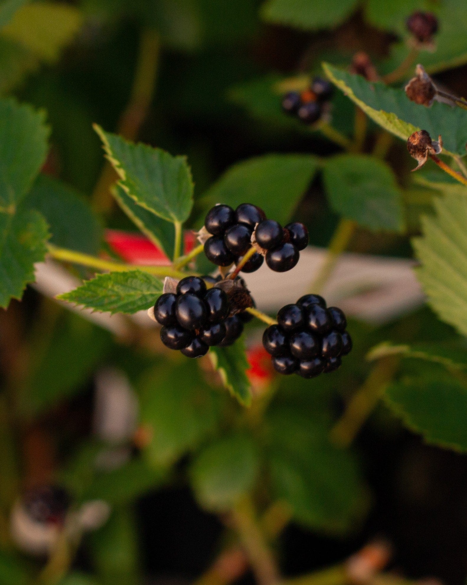 Arapaho Blackberry - view 5