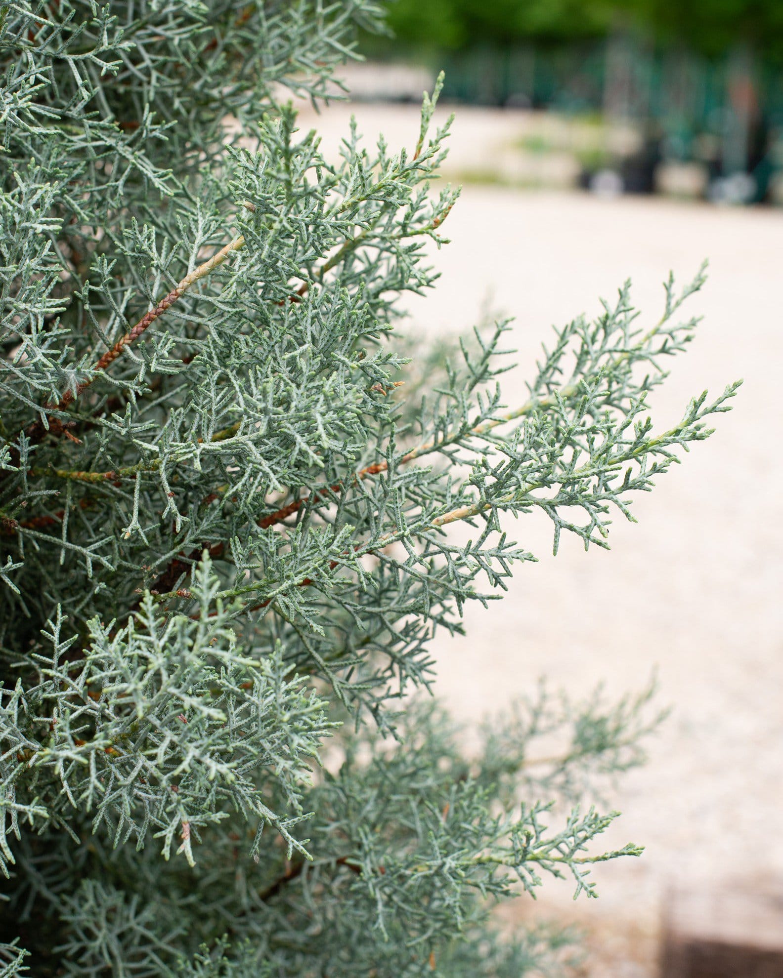 Arizona Cypress Blue Ice - view 2
