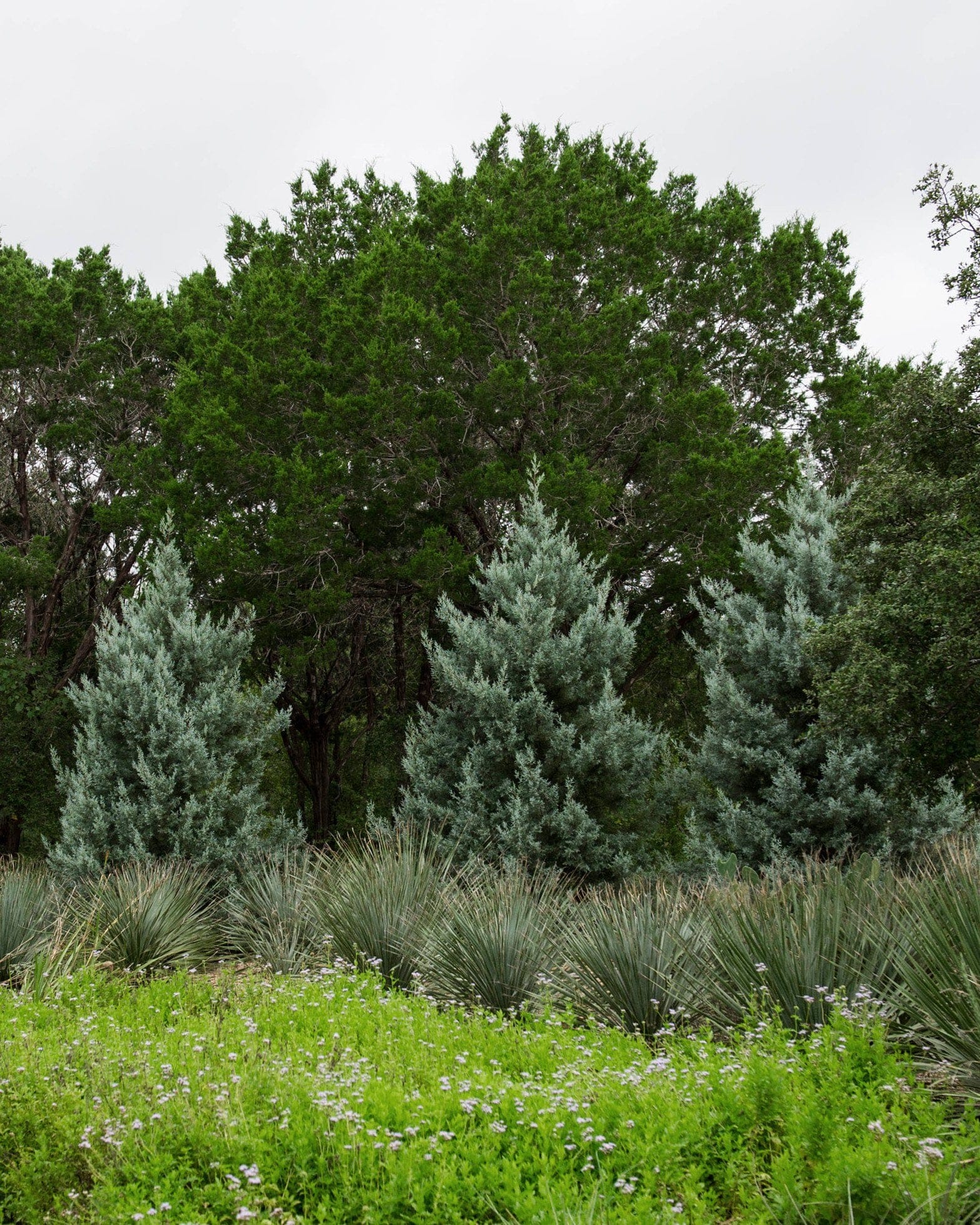 Arizona Cypress Blue Ice - view 3