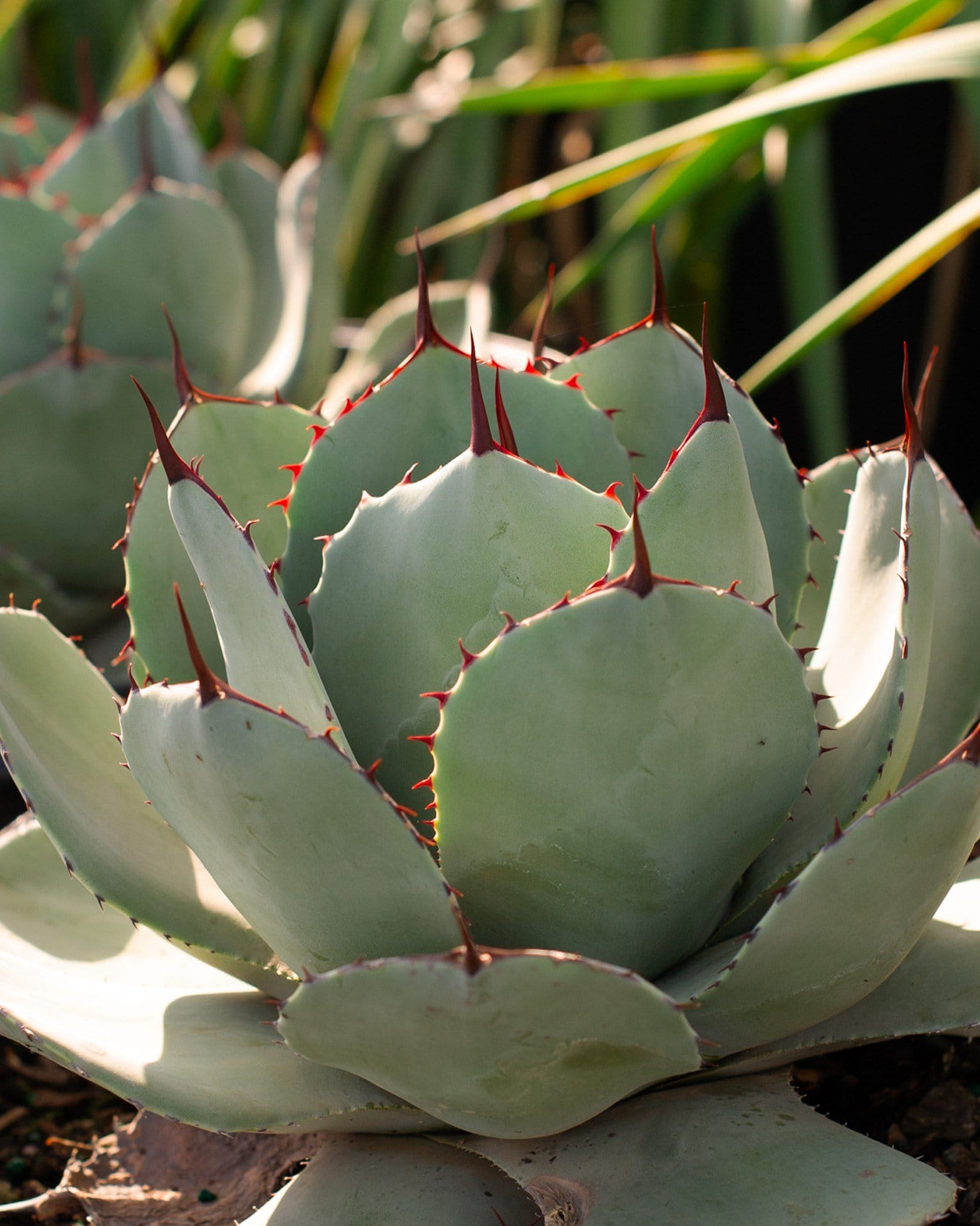 Artichoke Agave