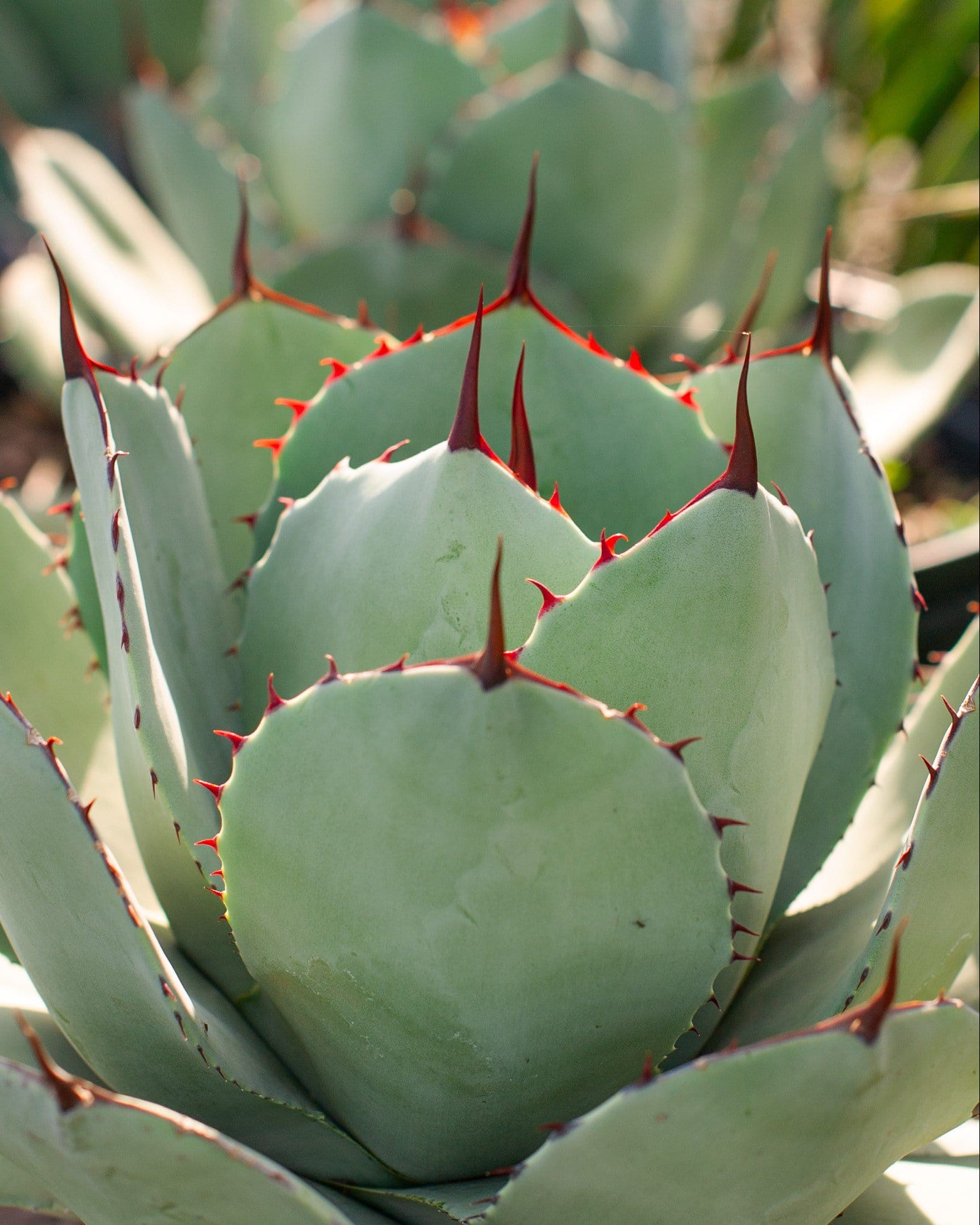 Artichoke Agave - view 2