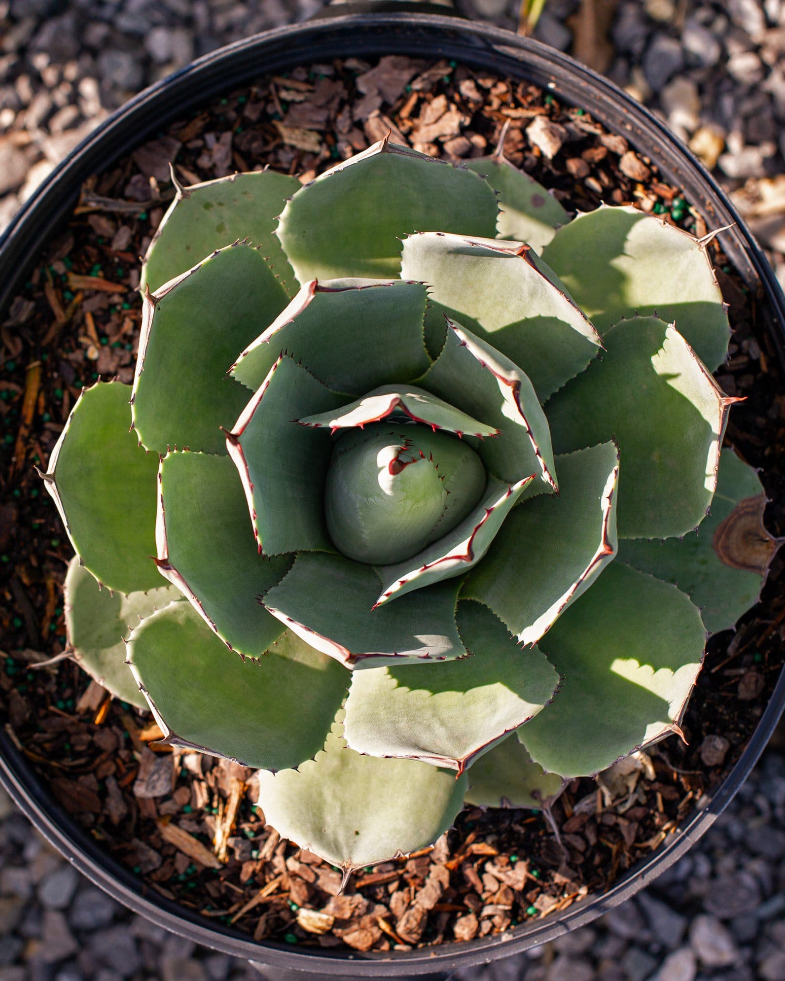 Artichoke Agave - view 3