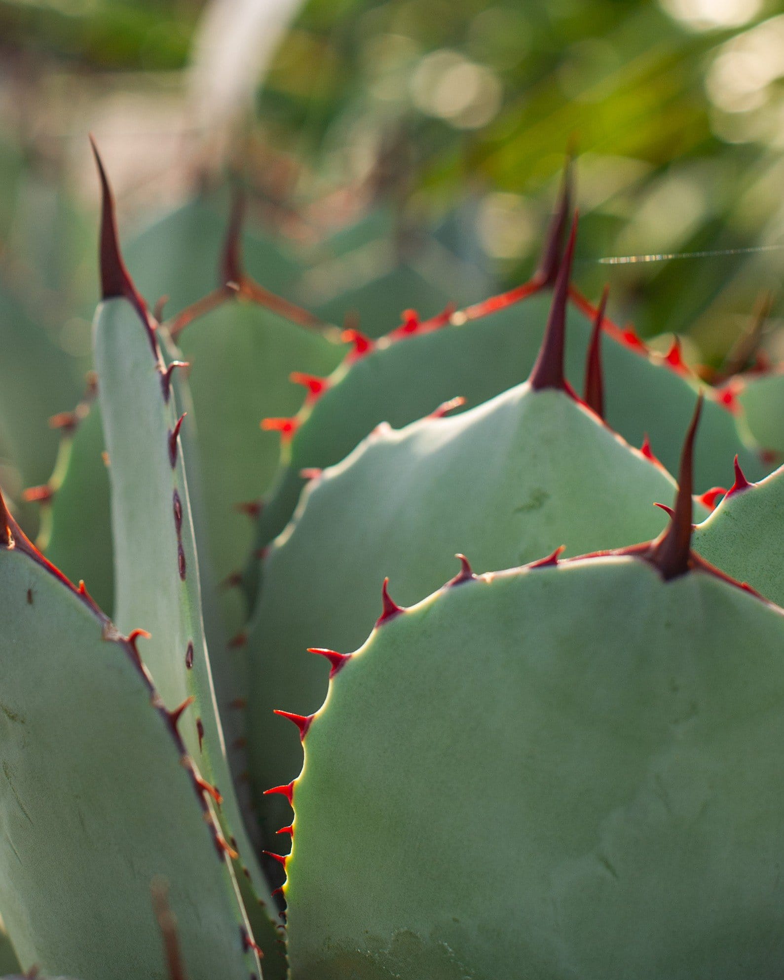 Artichoke Agave - view 4