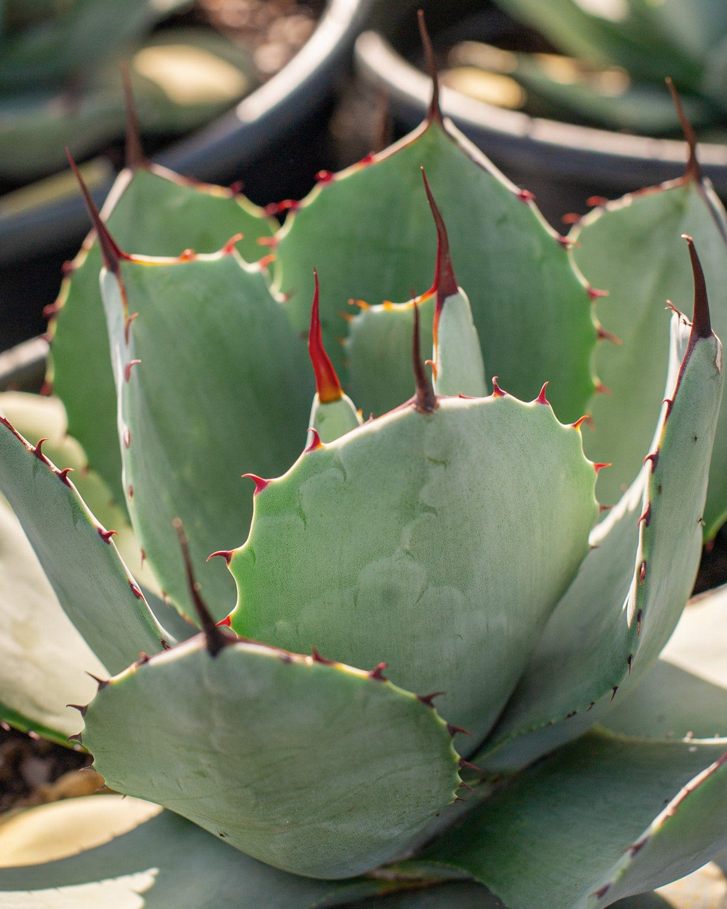 Artichoke Agave - view 5