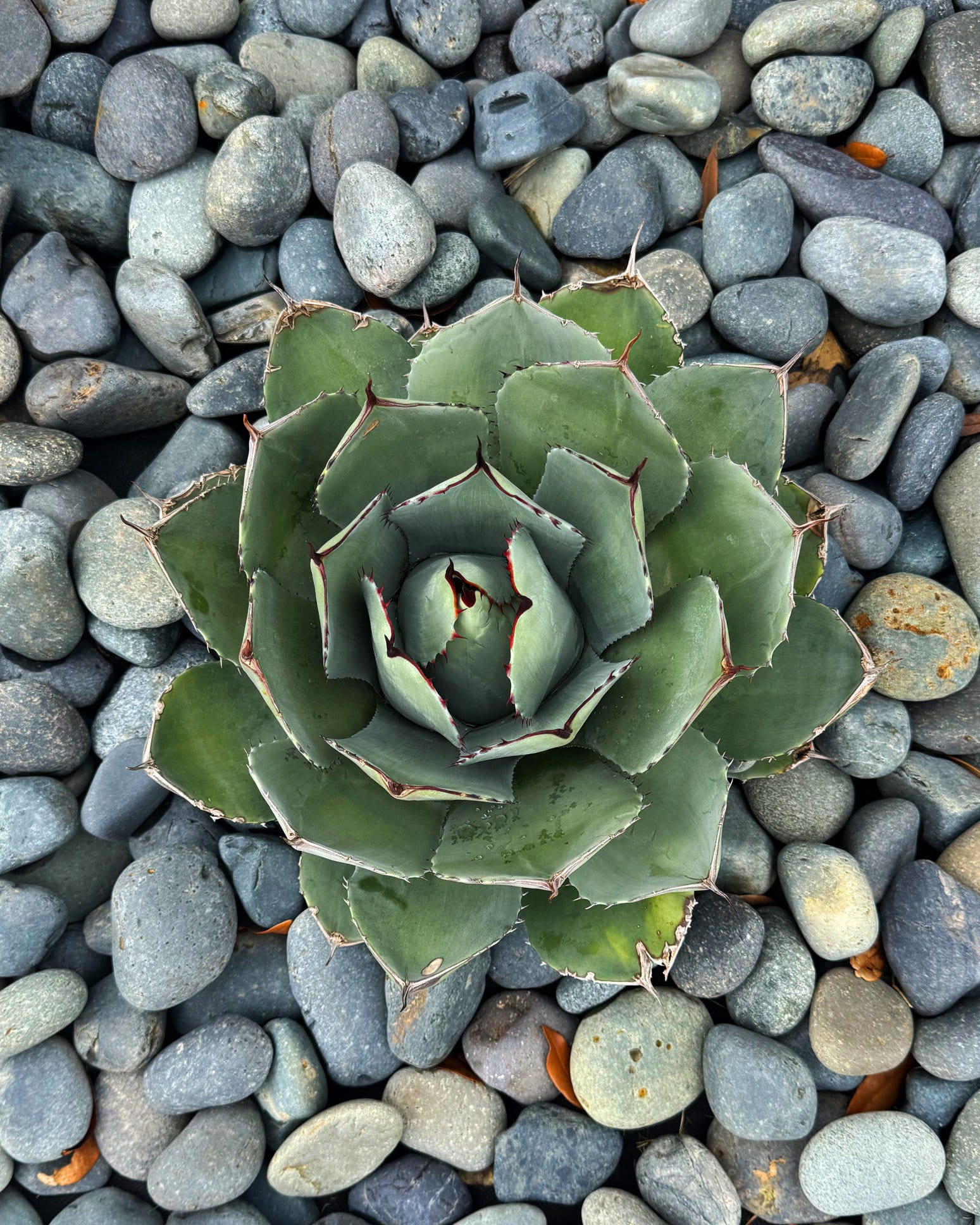 Artichoke Agave - view 5