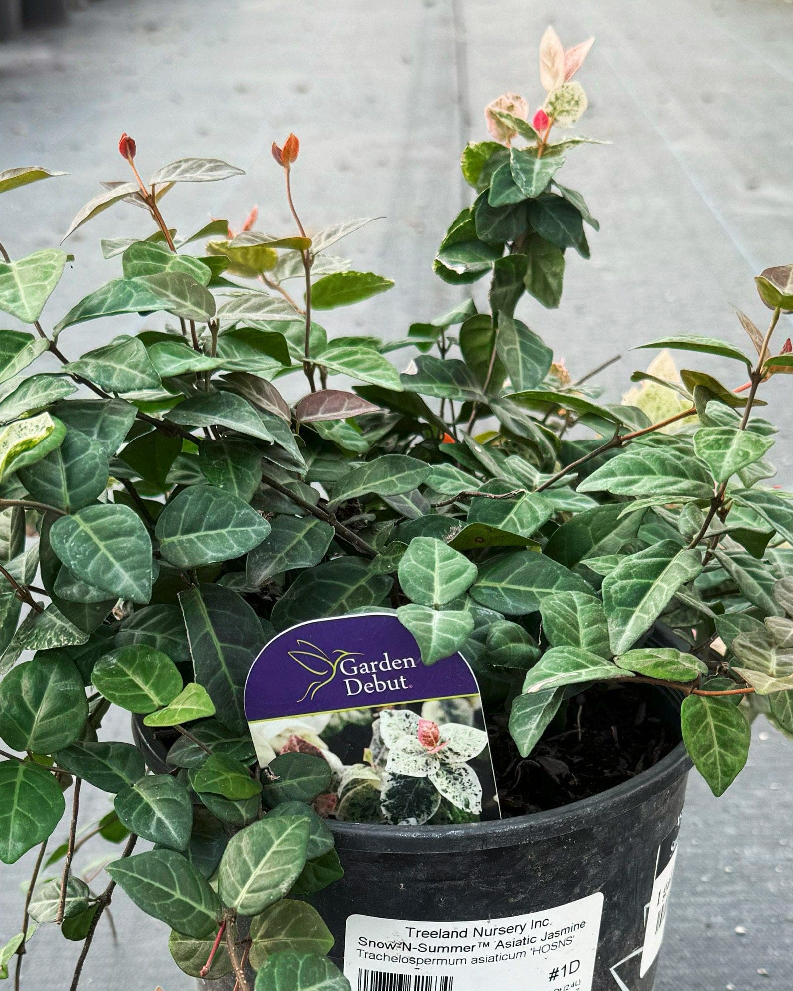 Asiatic Jasmine Snow-N-Summer - view 2