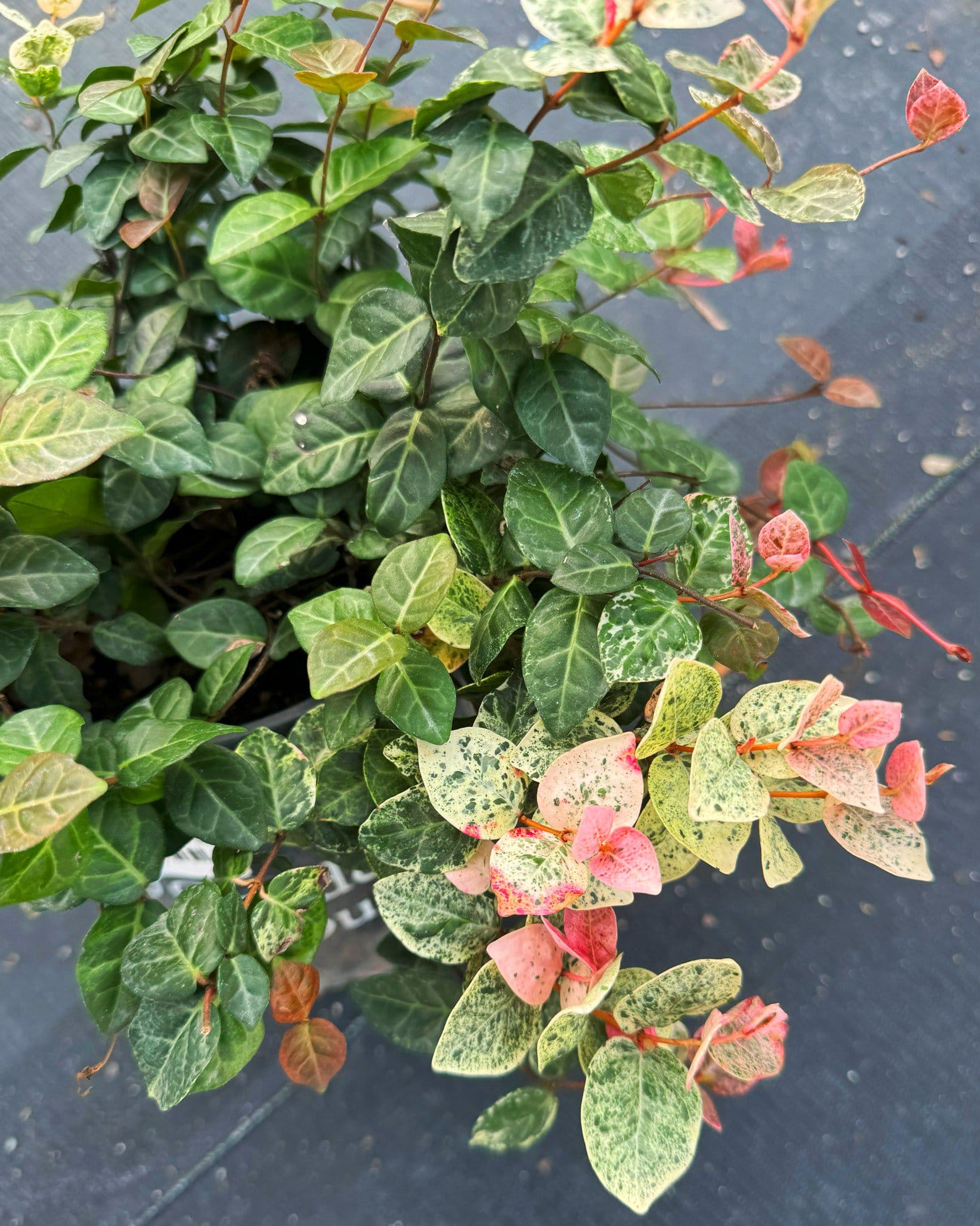 Asiatic Jasmine Snow-N-Summer - view 3