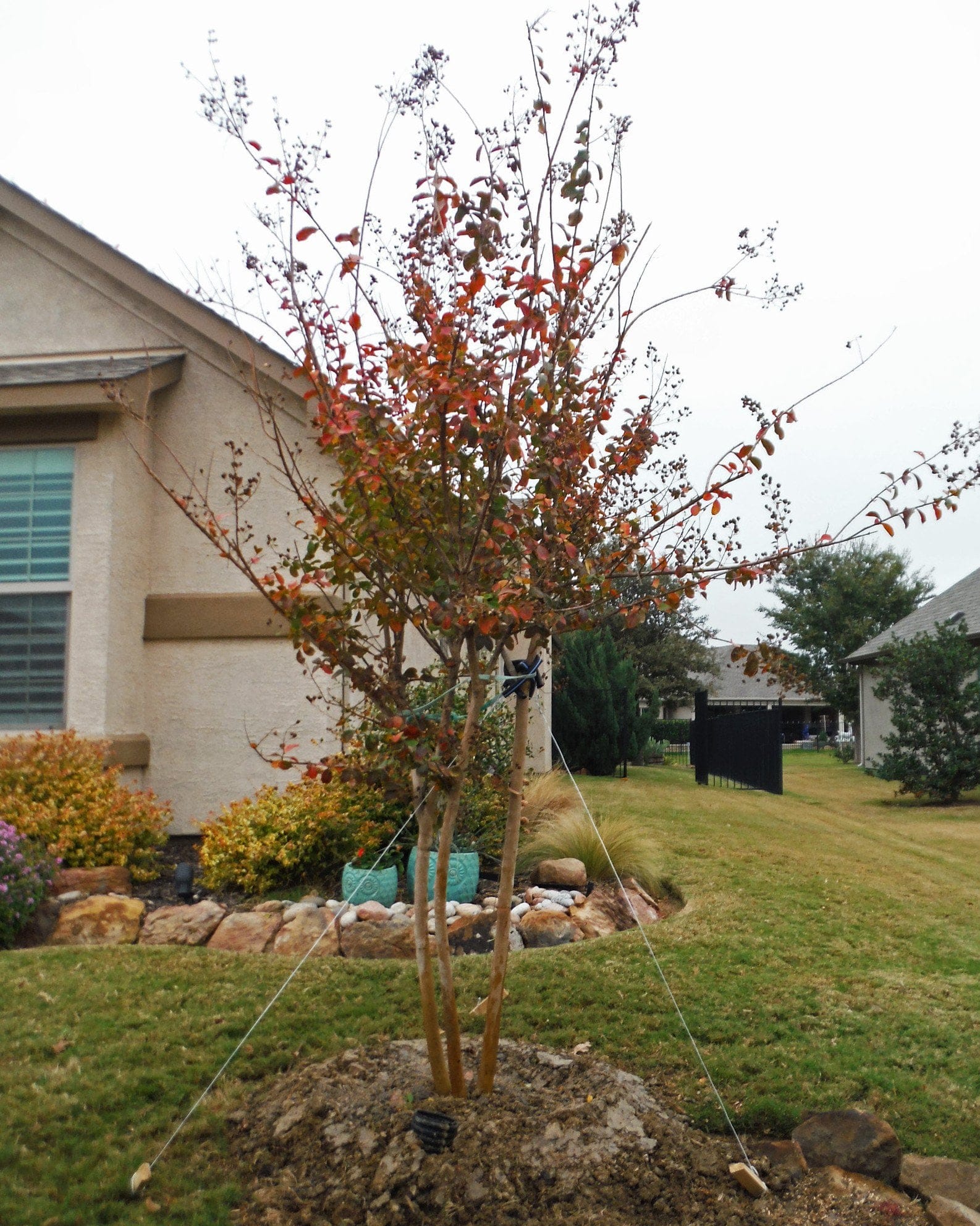 Autauga Crape Myrtle - view 2