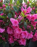 Azalea Pink Ruffle thumbnail 1