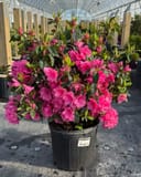 Azalea Pink Ruffle thumbnail 2