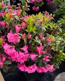 Azalea Pink Ruffle thumbnail 3