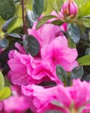 Azalea Pink Ruffle thumbnail 4