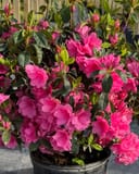 Azalea Pink Ruffle thumbnail 8