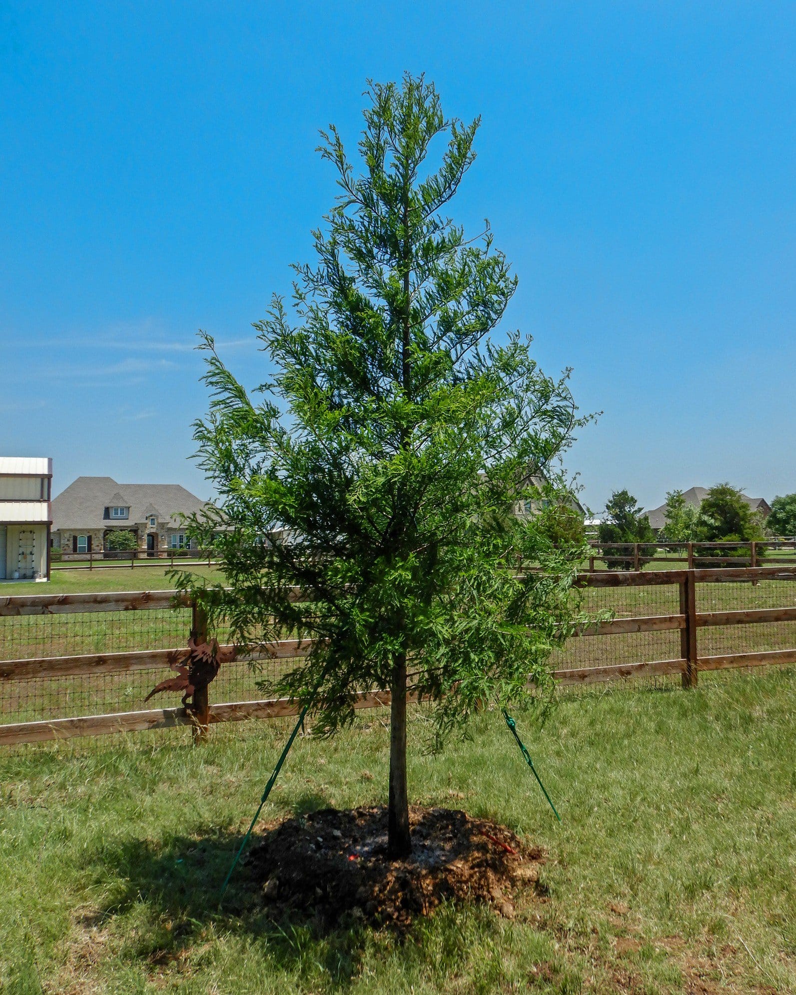 Bald Cypress - view 2