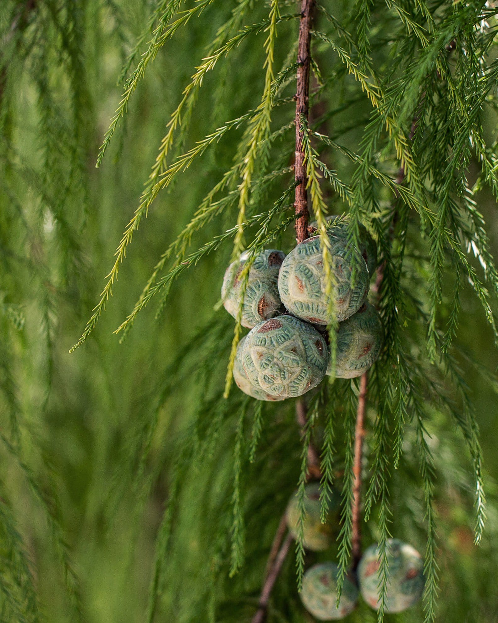 Bald Cypress - view 3