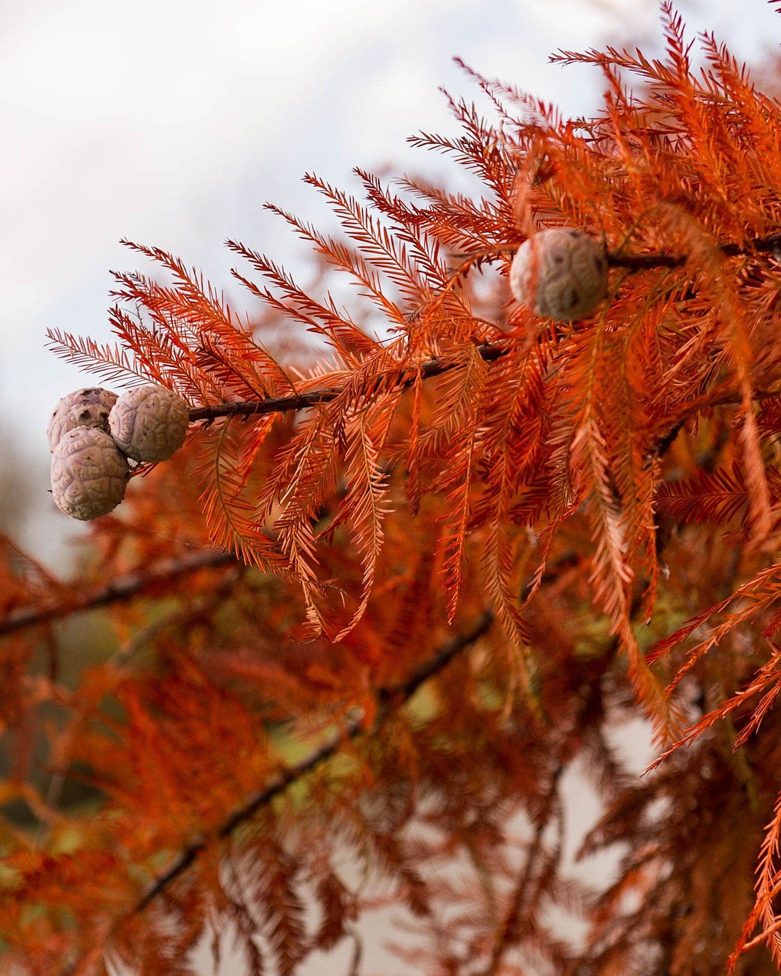 Bald Cypress - view 5