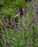 Big Time Blue Lavender thumbnail 1