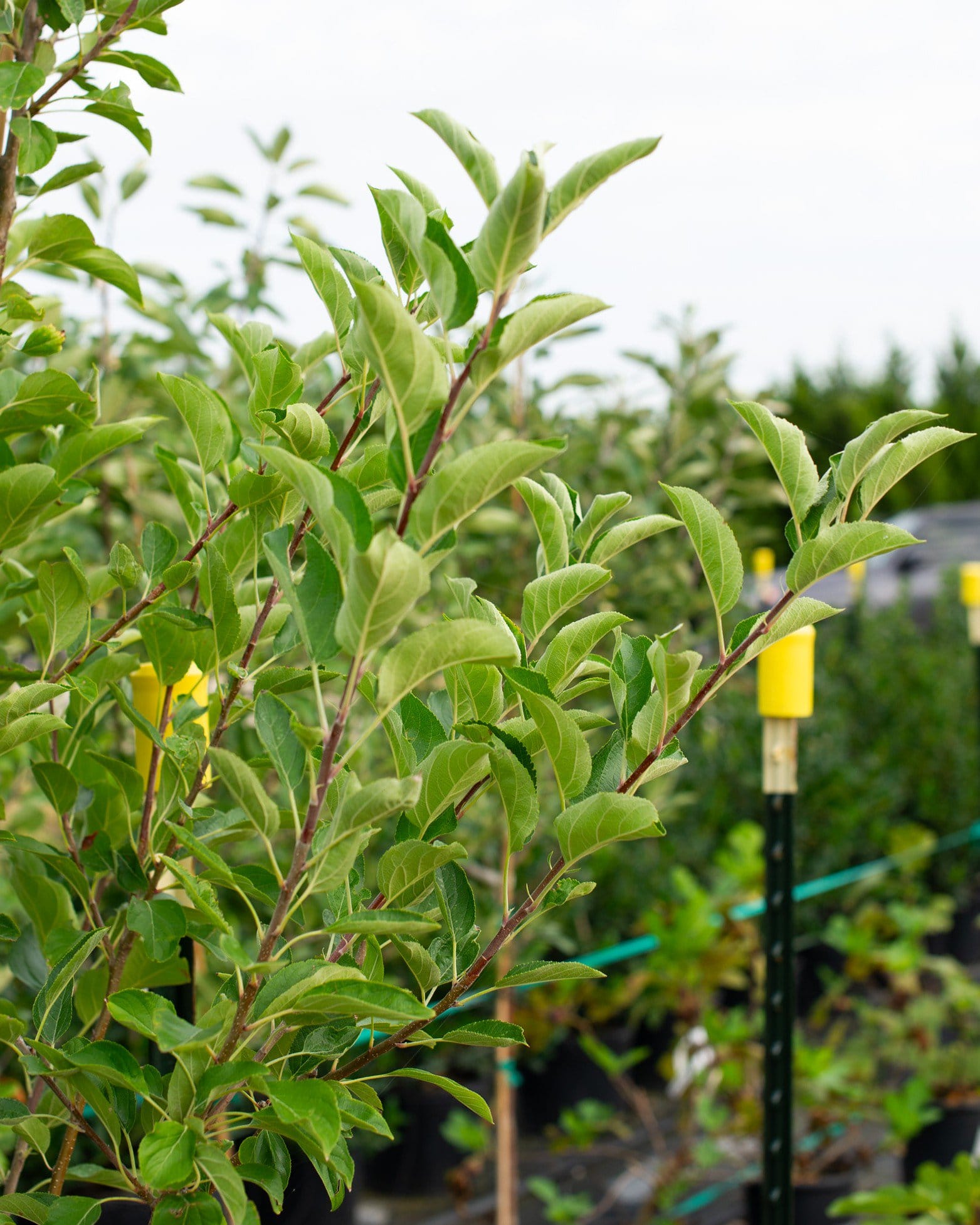 Golden Dorsett Apple - view 4