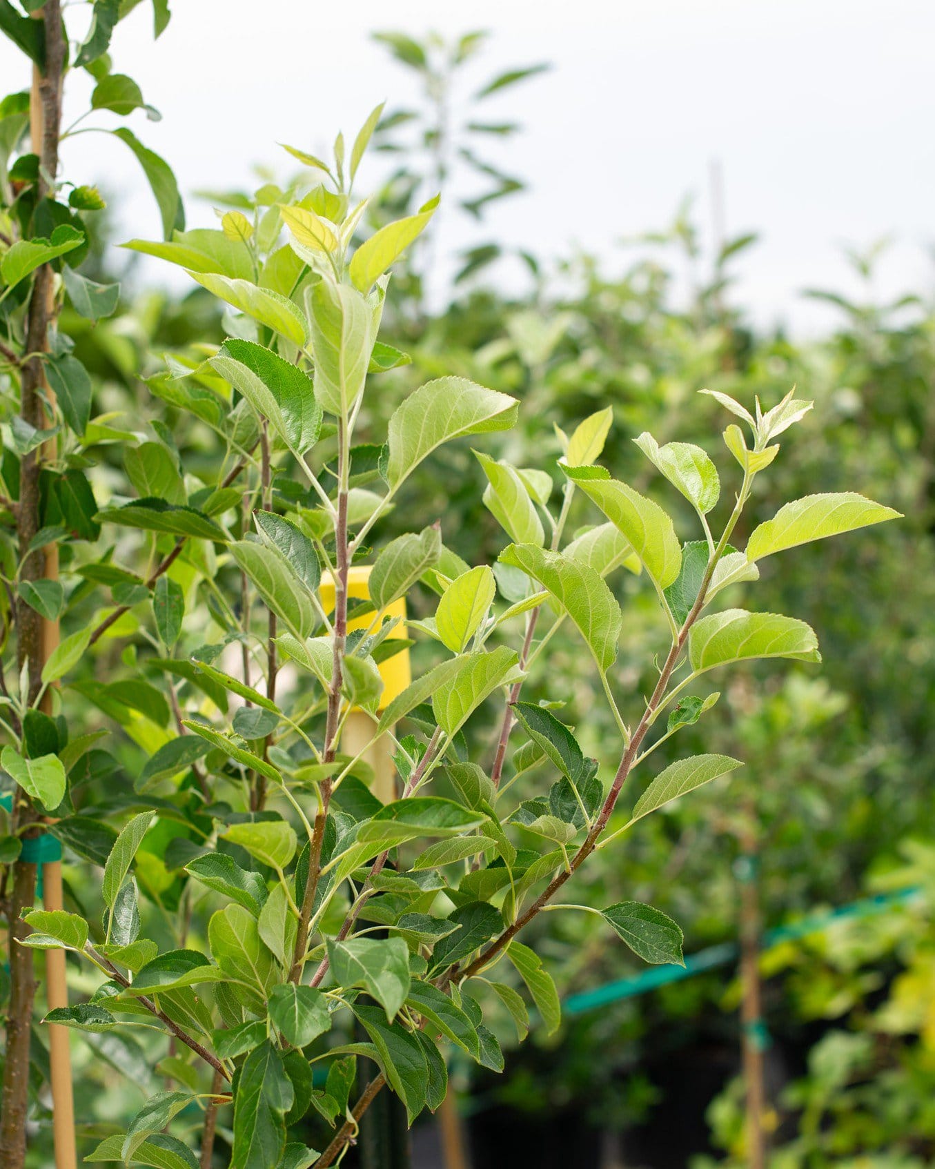 Golden Dorsett Apple