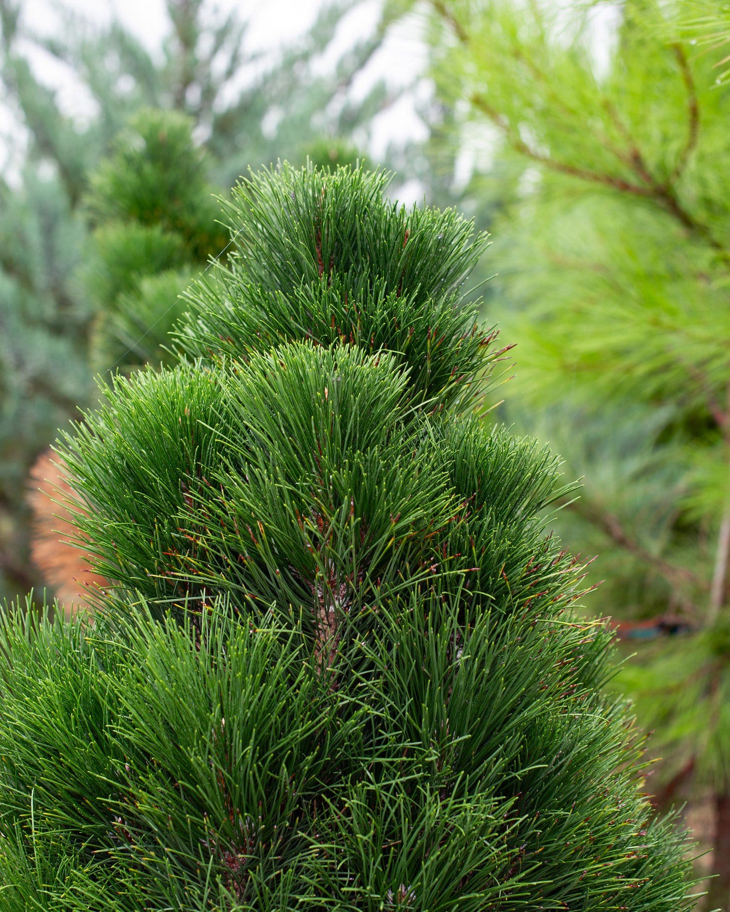 Austrian Pine Green Tower
