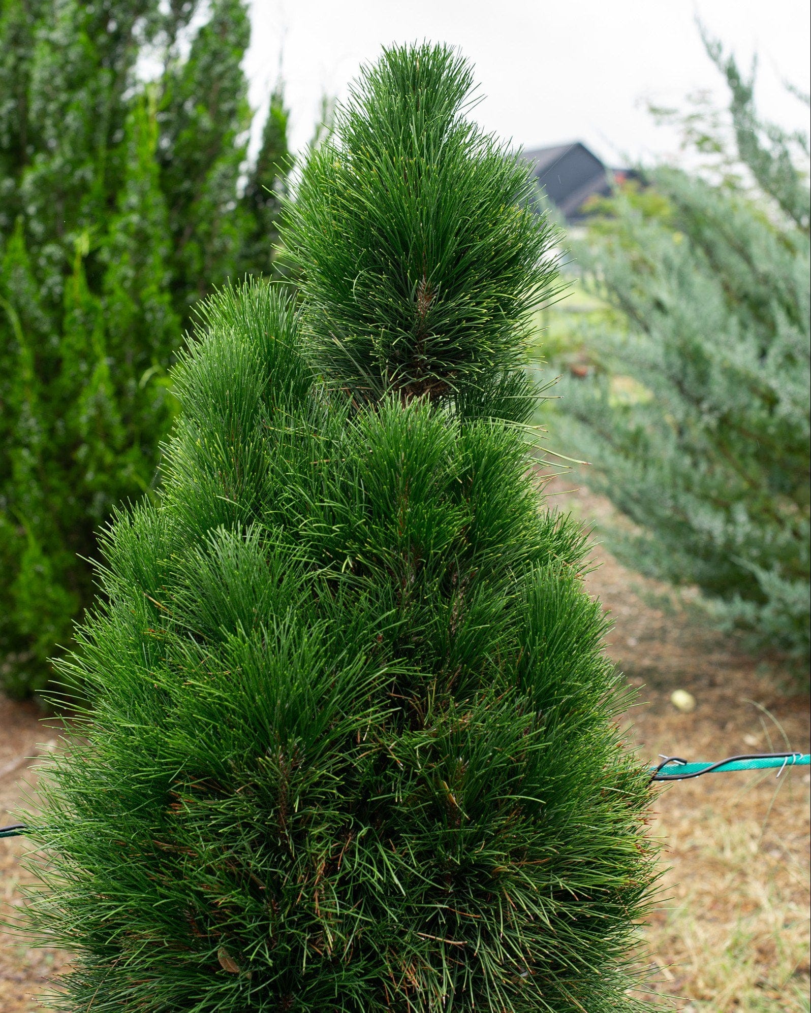 Austrian Pine Green Tower - view 2