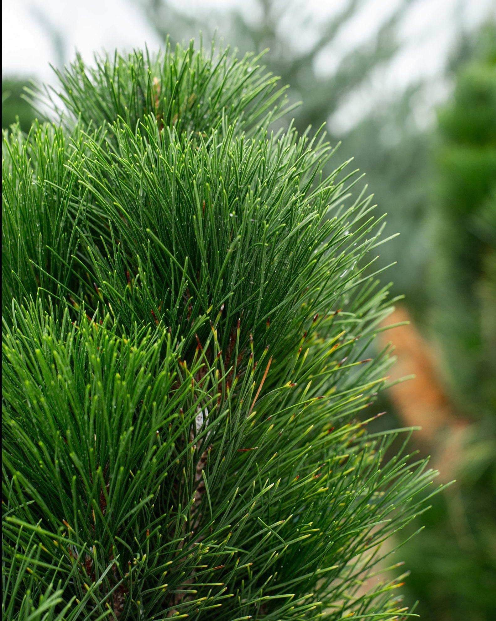 Austrian Pine Green Tower - view 3