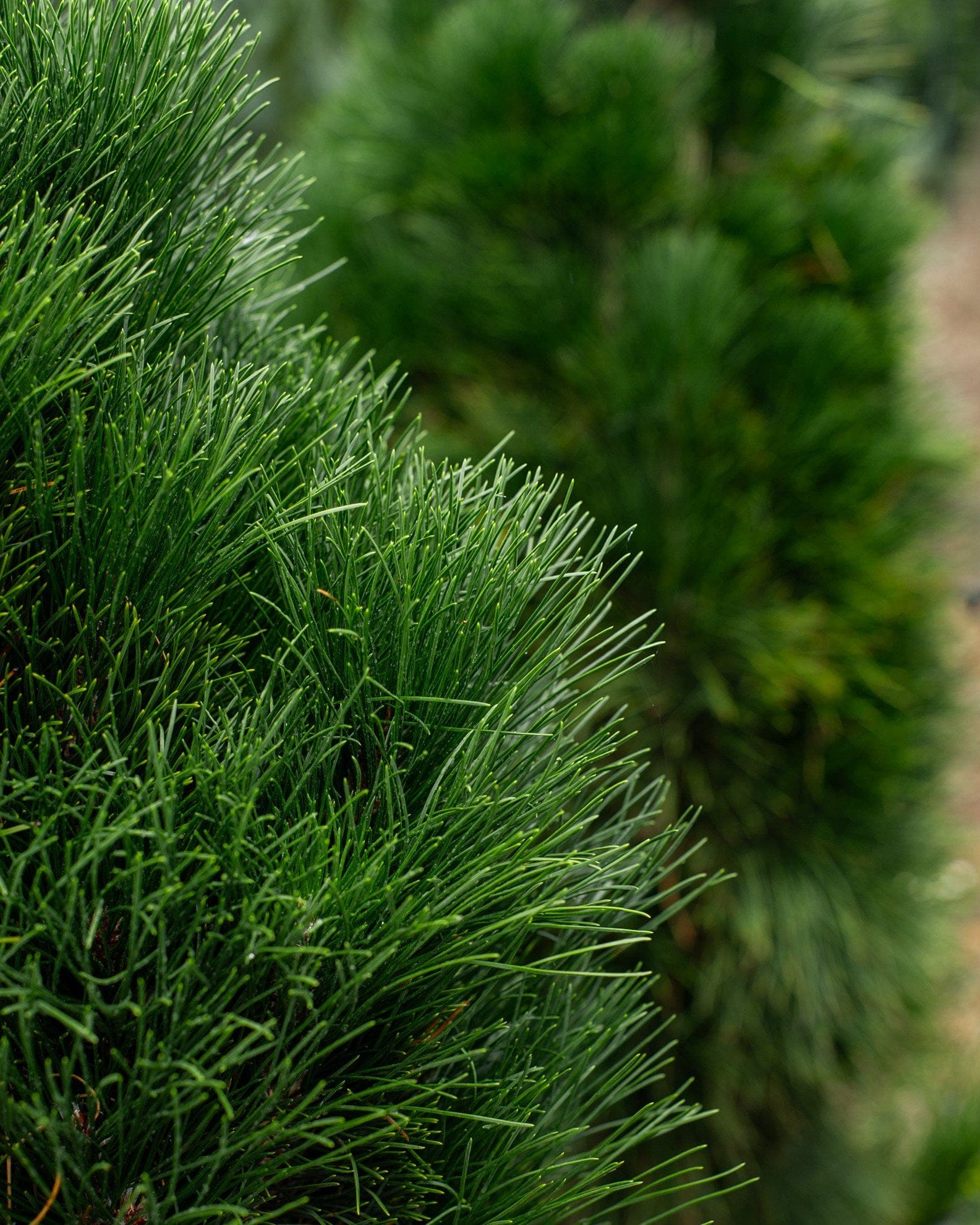 Austrian Pine Green Tower - view 4