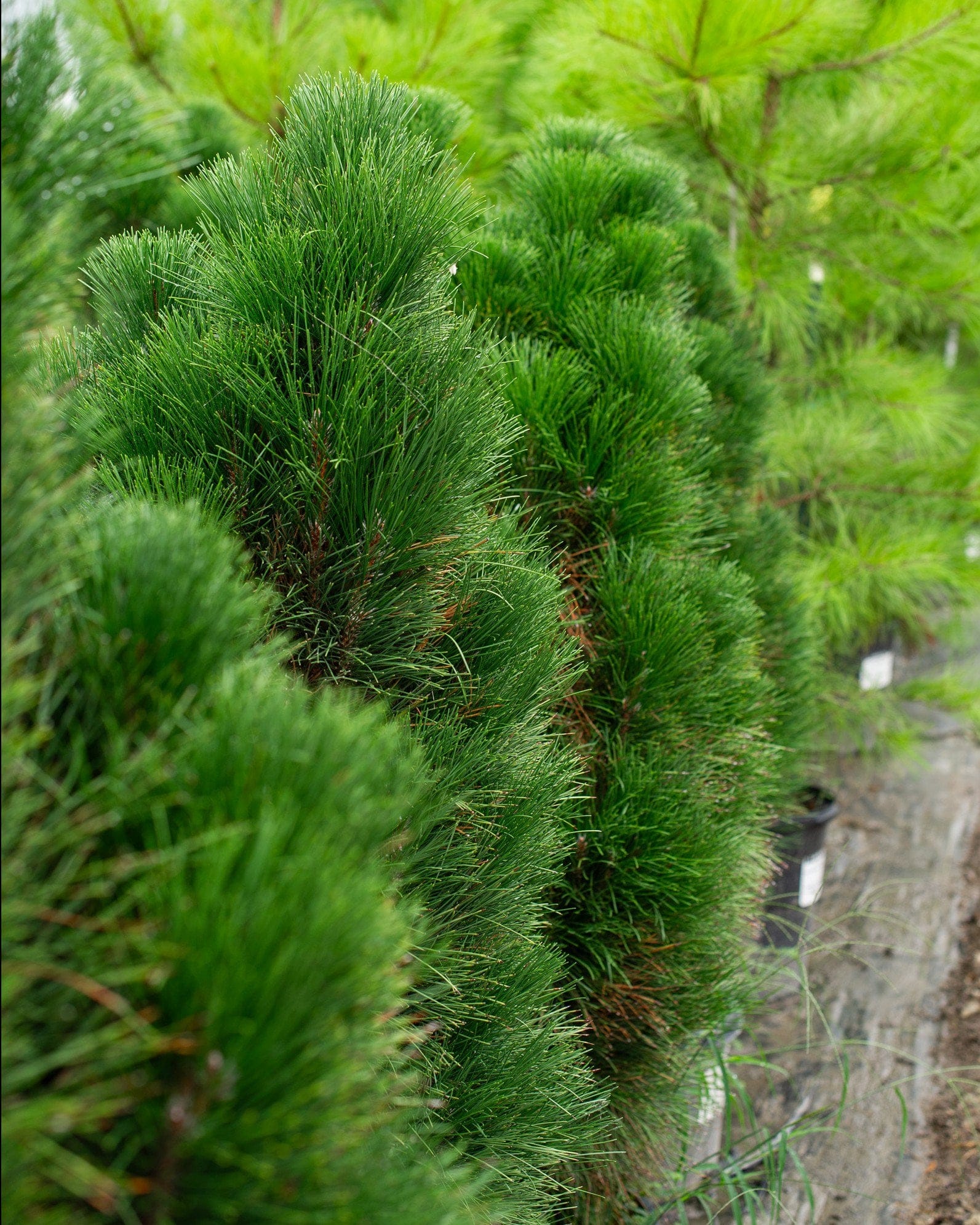 Austrian Pine Green Tower - view 5