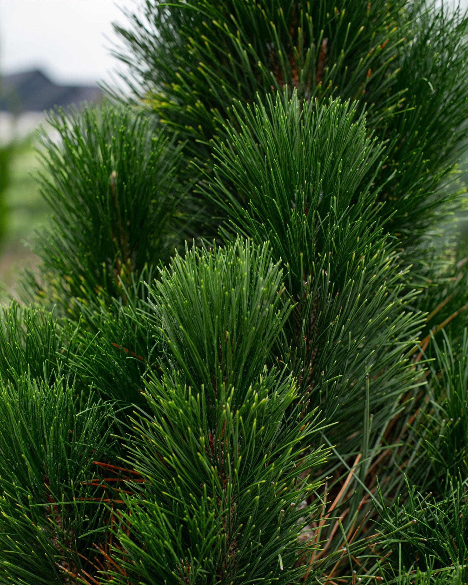 Austrian Pine Green Tower - view 5