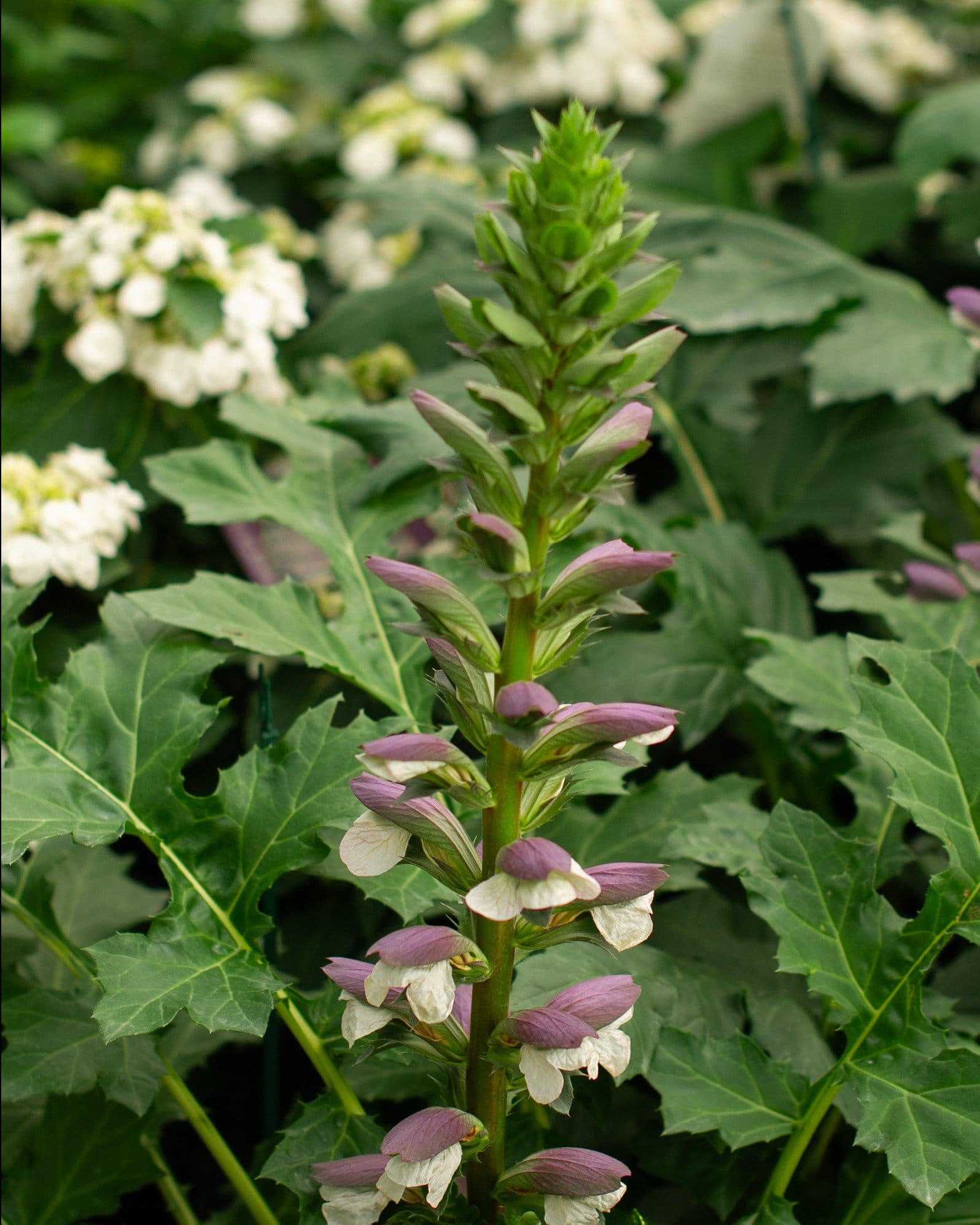 Bear's Breeches Acanthus - view 2