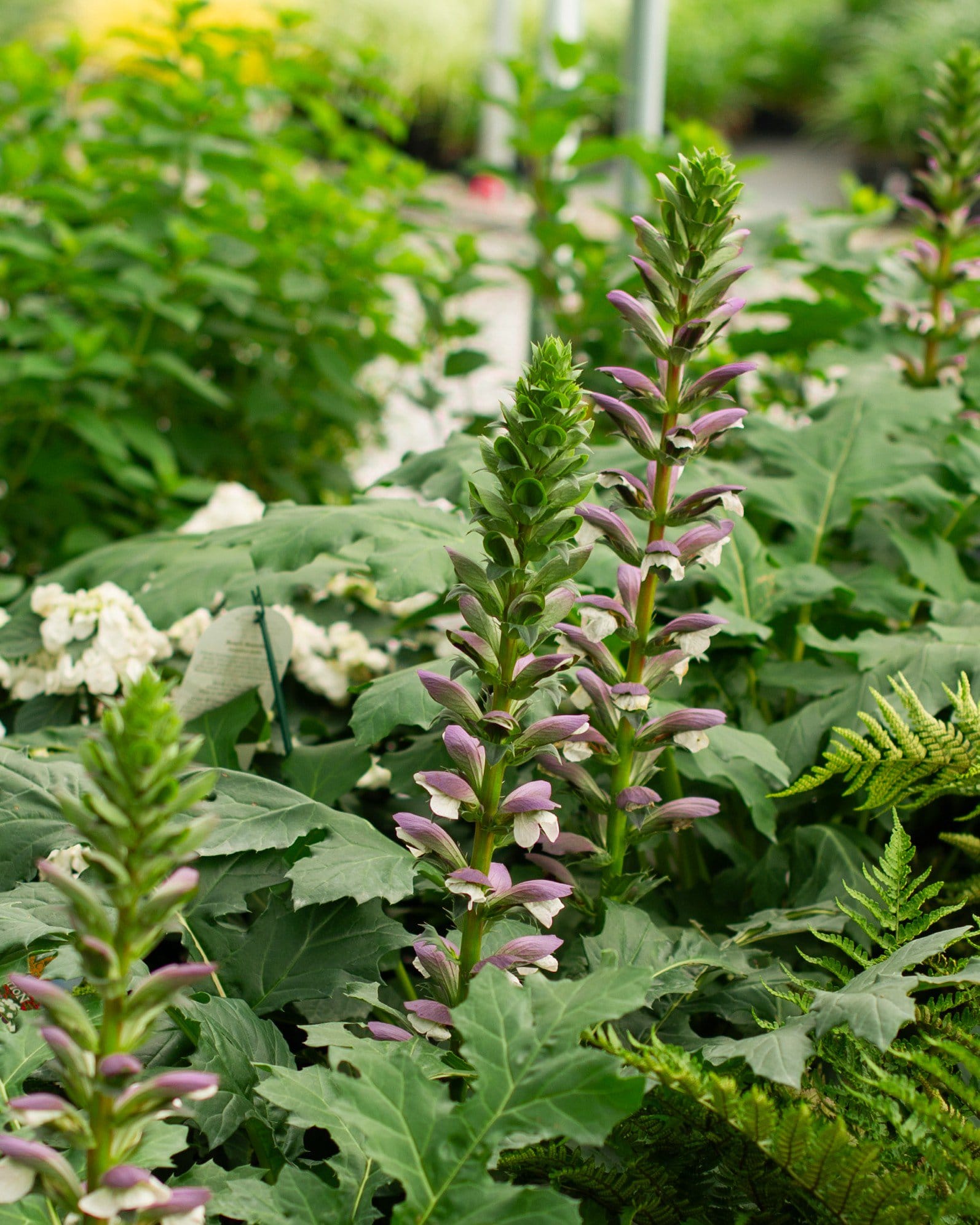 Bear's Breeches Acanthus - view 3