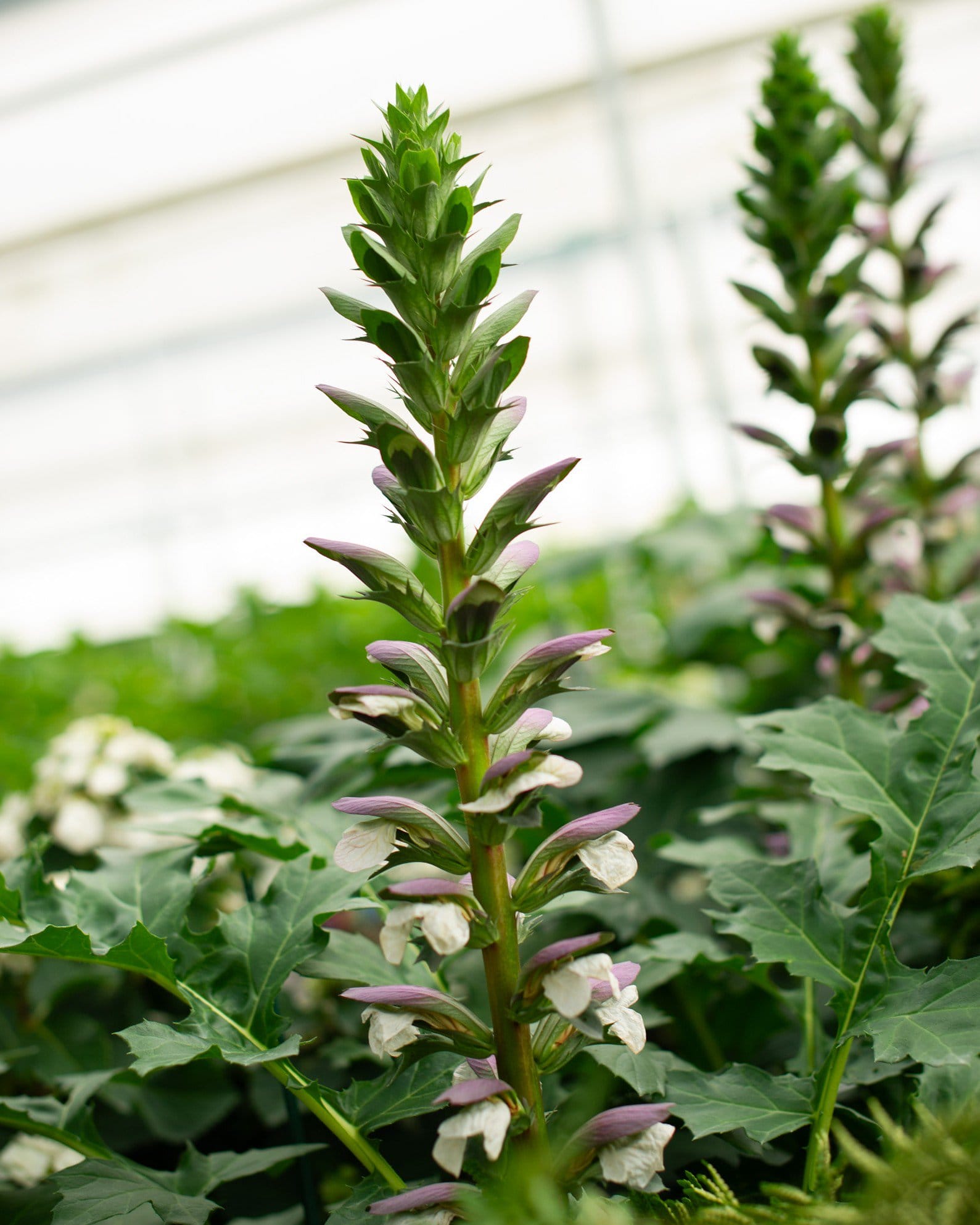 Bear's Breeches Acanthus - view 5