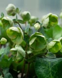 Frostkiss Moondance Helleborus thumbnail 1
