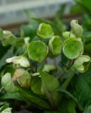 Frostkiss Moondance Helleborus thumbnail 2