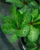 Frostkiss Moondance Helleborus thumbnail 3