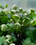 Frostkiss Moondance Helleborus thumbnail 4