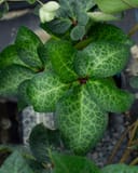 Frostkiss Moondance Helleborus thumbnail 5