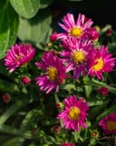 Kickin' Aster Carmine Red thumbnail 1