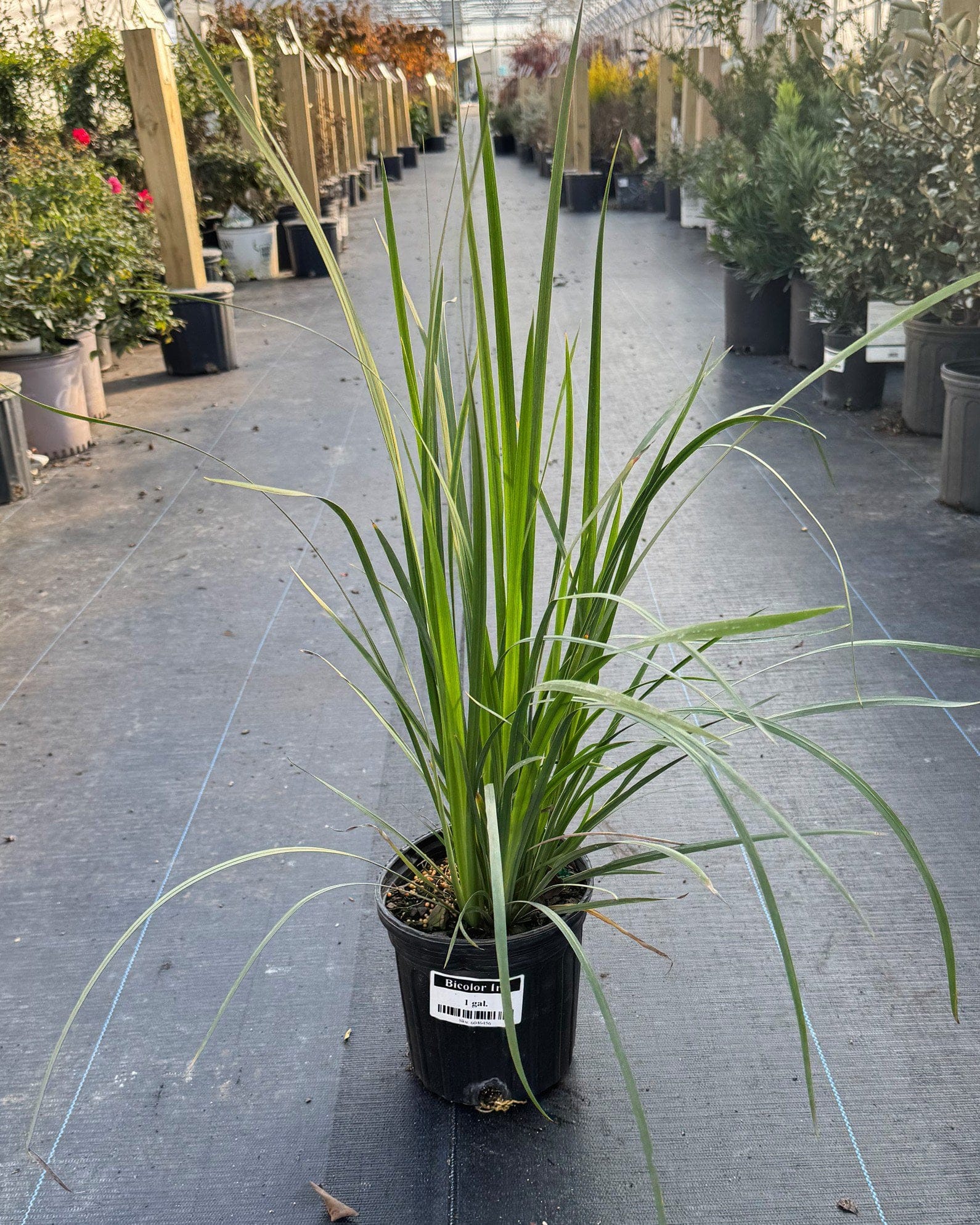 Bicolor Iris - view 2