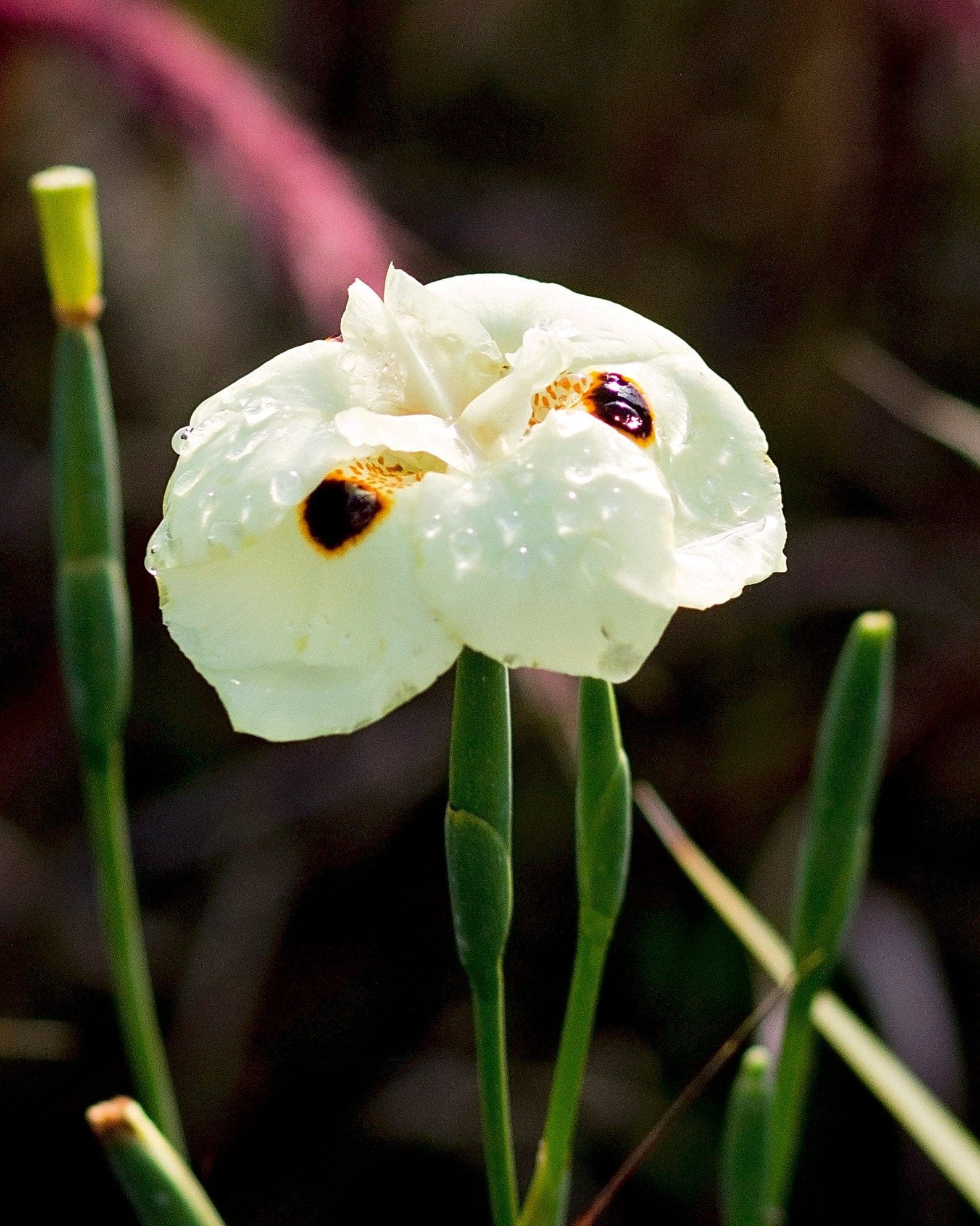 Bicolor Iris - view 3
