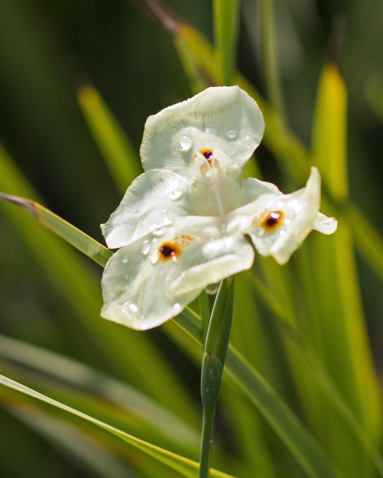 Bicolor Iris - view 4