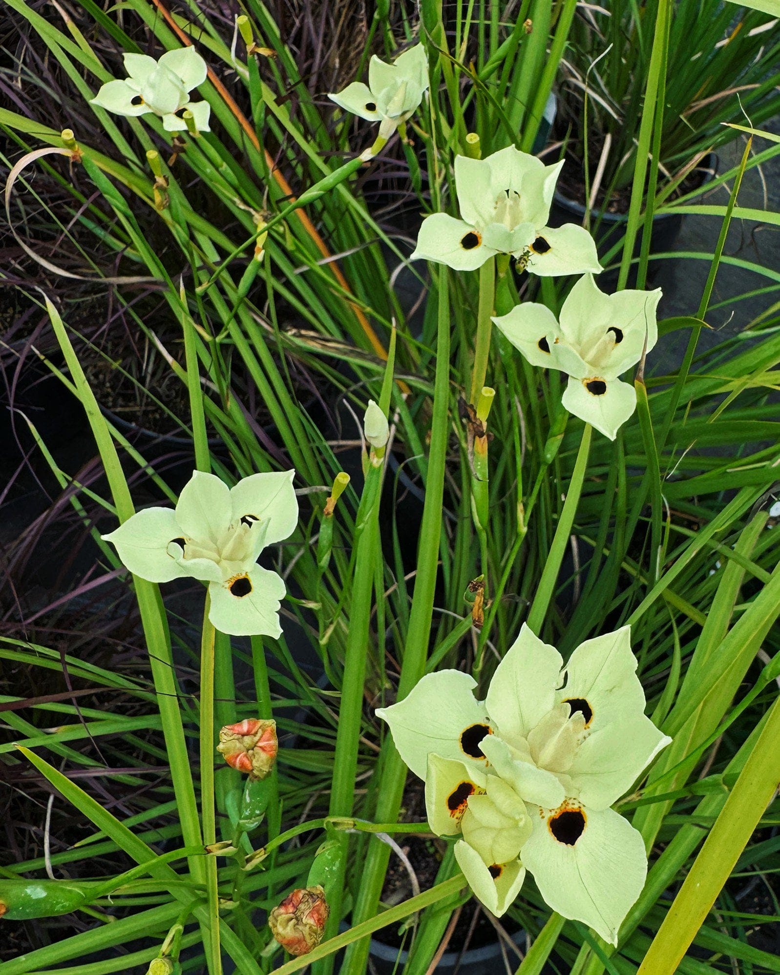 Bicolor Iris - view 5