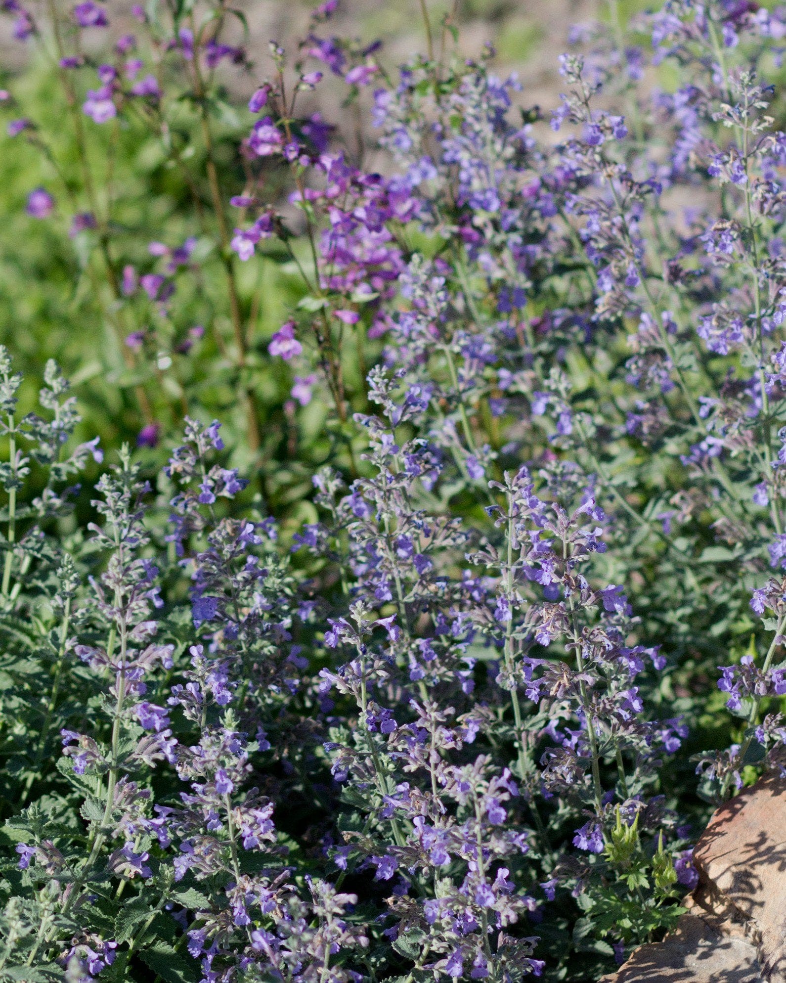 Walker's Low Catmint - view 2
