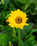 Sweet Vibe Gerbera Daisy thumbnail 1