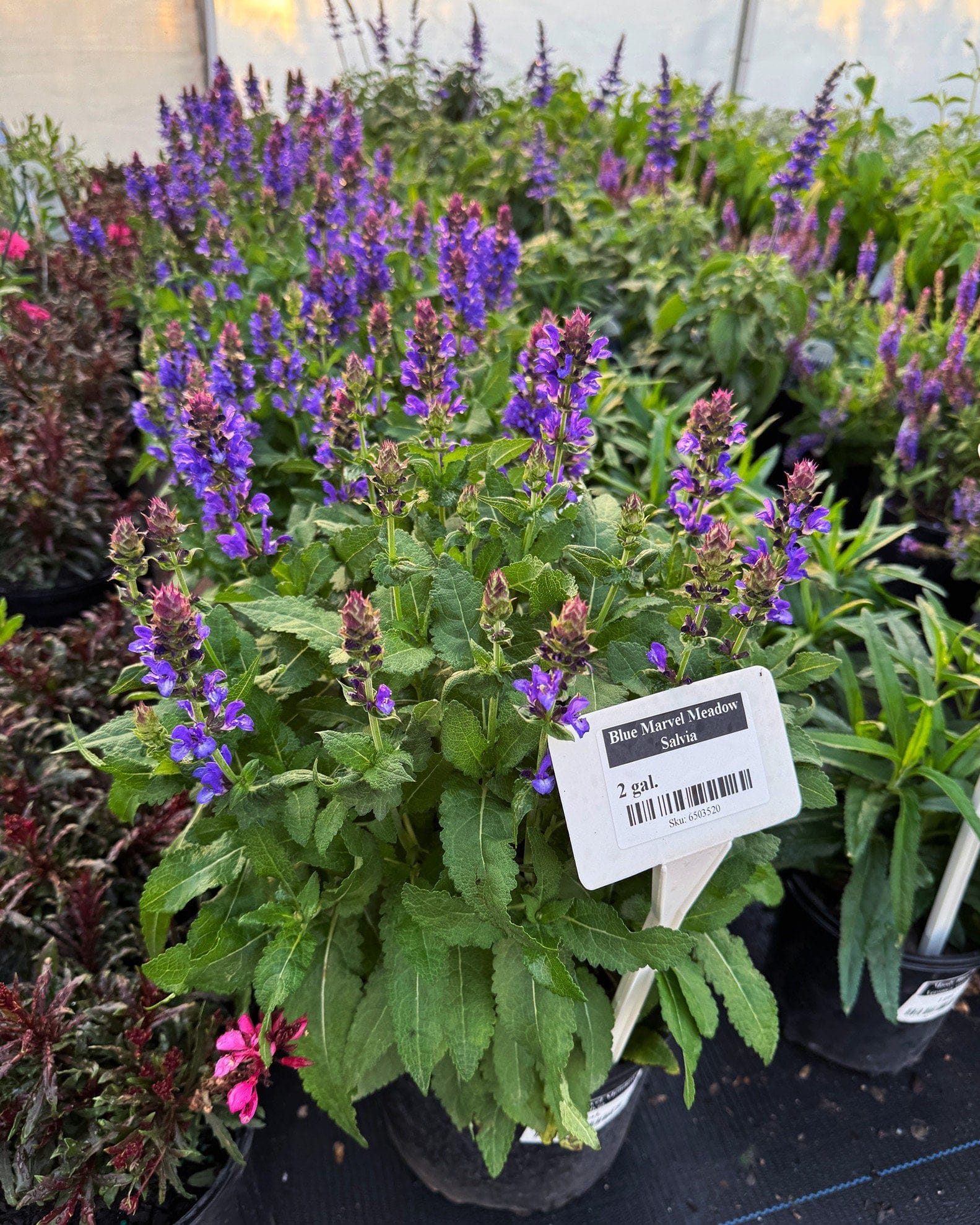 Blue Marvel Meadow Salvia - view 3