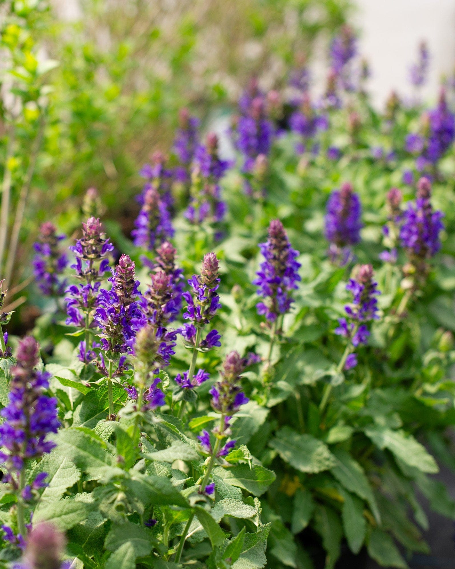 Blue Marvel Meadow Salvia - view 4